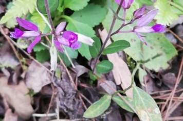 辰砂草