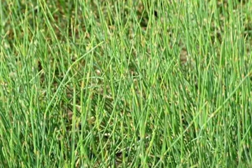 草麻黄