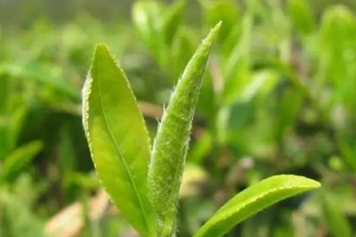 茶绒