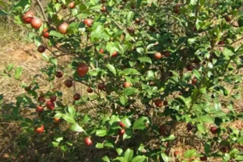 茶籽树寄生