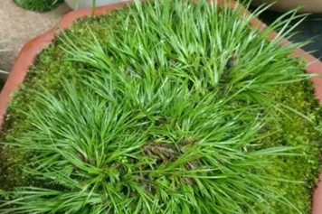 菖蒲草