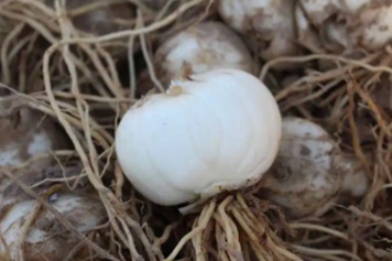 百合根