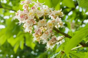 板栗花