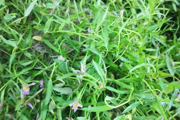 半边草