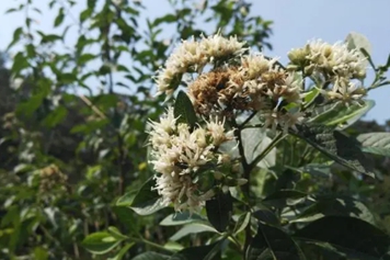 扁桃斑鸠菊