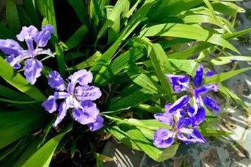 扁竹叶花