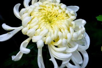 冰菊花
