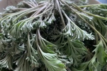 陈白蒿