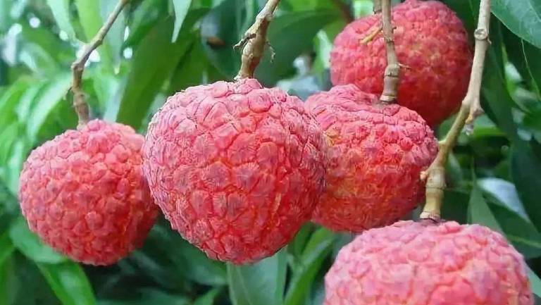 鲜荔枝