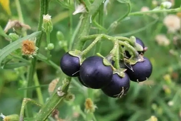 白花菜果实