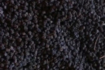 蚕屎茶
