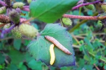 苍耳虫