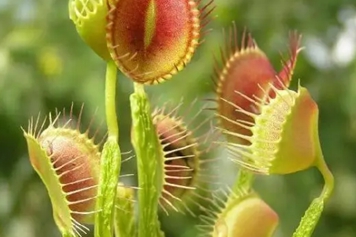 苍蝇草