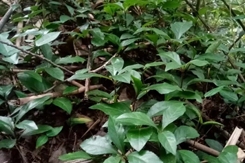 地茶