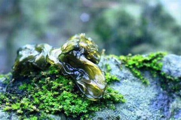 地皮草