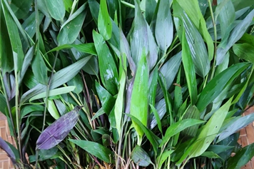 淡竹草