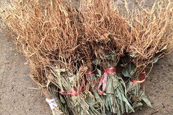 淡竹根