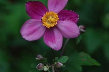打破碗花花