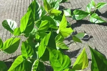 大发汗