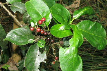 大风药