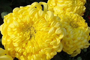 大黄菊