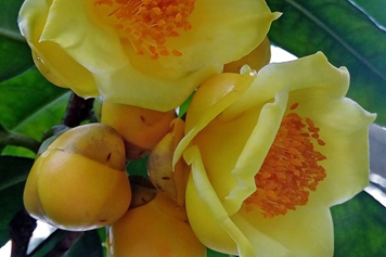 大金花茶