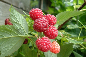刺菠