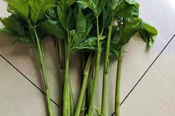 刺拐棒