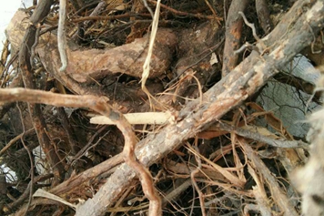 刺莓果根