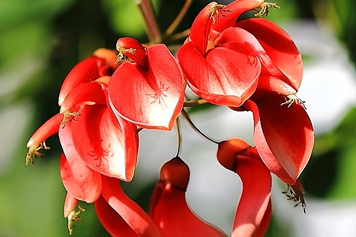 刺桐花