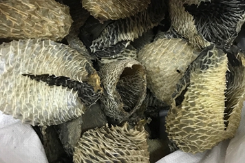 刺鱼皮