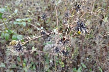 刺针草