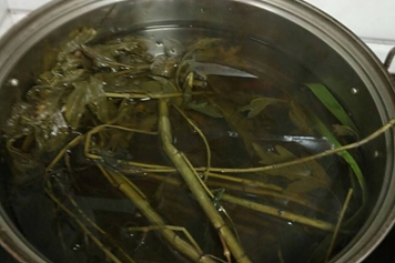 臭蒲根和艾草煮水