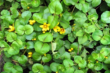 川金钱草