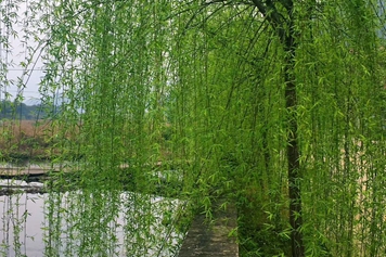 垂柳枝