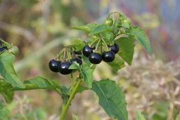 带刺野茄子