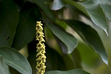 粗糠花