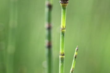 锉草
