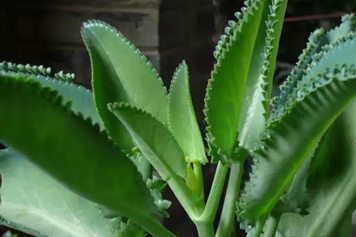 打不死草