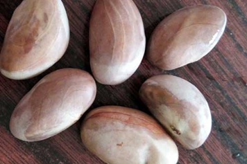 菠萝蜜核仁