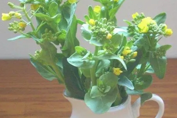 菜苔花