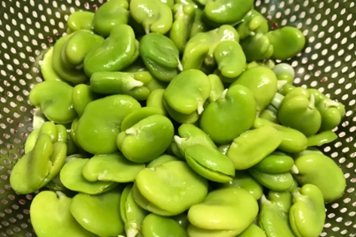 蚕豆瓣