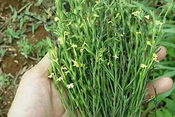 地骨草