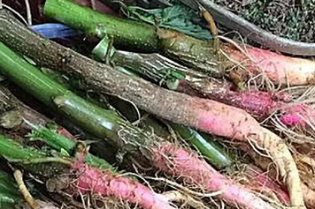 白刺苋菜根