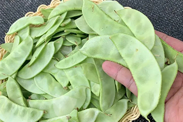 白梅豆角