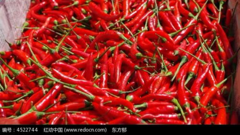 小辣椒
