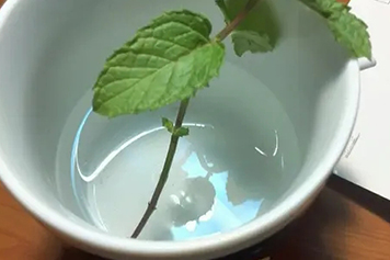 薄荷根茎煮水