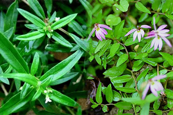 白花蛇舌草与半边莲同用