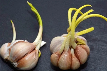 发芽大蒜