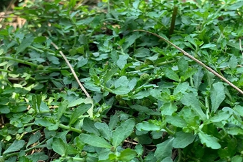 鹅仔不食草